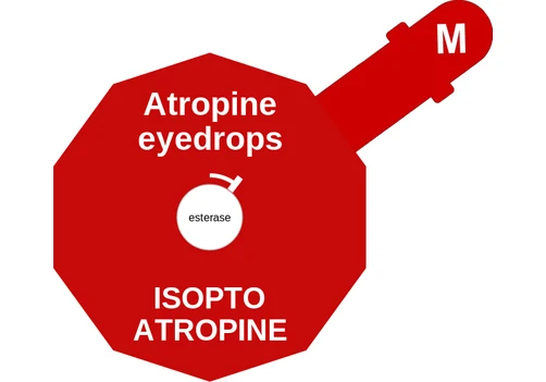 Atropine eyedrops ballicule — decagon diagram of its receptor and enzyme targets