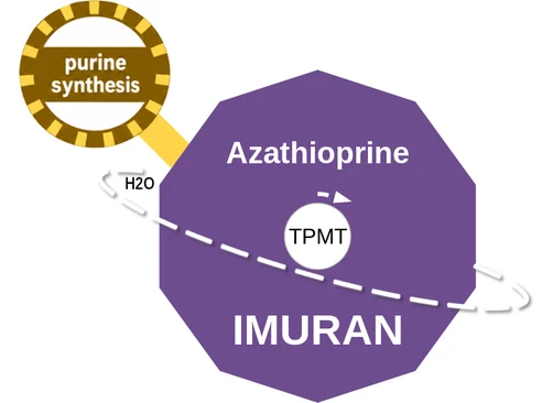 Azathioprine ballicule — decagon diagram of its receptor and enzyme targets