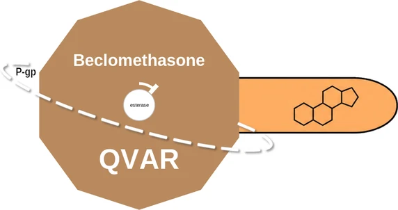 Beclomethasone ballicule — decagon diagram of its receptor and enzyme targets