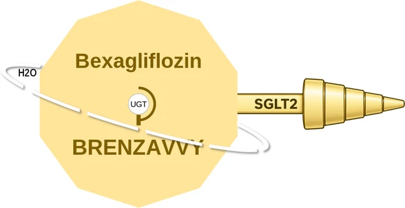 Bexagliflozin ballicule — decagon diagram of its receptor and enzyme targets