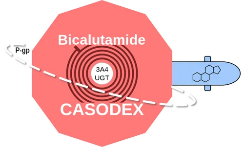 Bicalutamide ballicule — decagon diagram of its receptor and enzyme targets