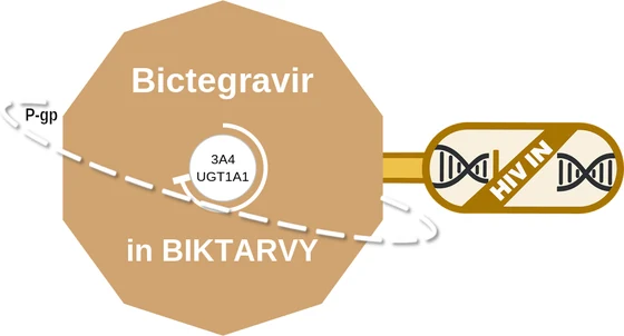 Bictegravir ballicule — decagon diagram of its receptor and enzyme targets