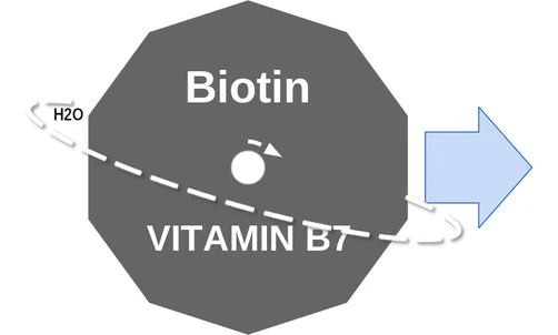 Biotin ballicule — decagon diagram of its receptor and enzyme targets