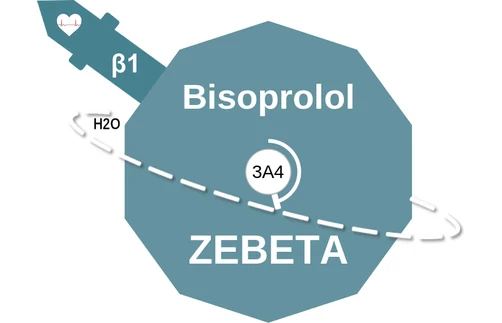 Bisoprolol ballicule — decagon diagram of its receptor and enzyme targets