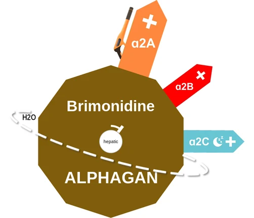 Brimonidine ballicule — decagon diagram of its receptor and enzyme targets
