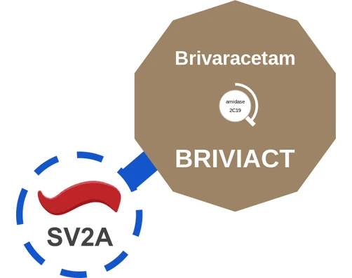 Brivaracetam ballicule — decagon diagram of its receptor and enzyme targets