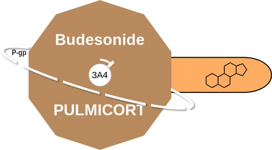 Budesonide ballicule — decagon diagram of its receptor and enzyme targets