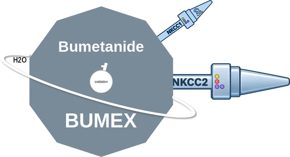 Bumetanide ballicule — decagon diagram of its receptor and enzyme targets