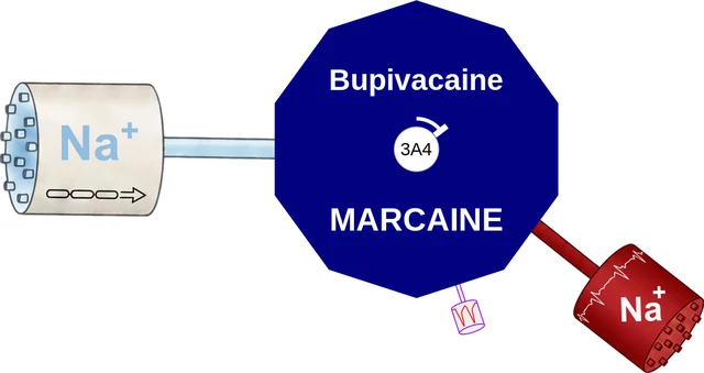 Bupivacaine ballicule — decagon diagram of its receptor and enzyme targets