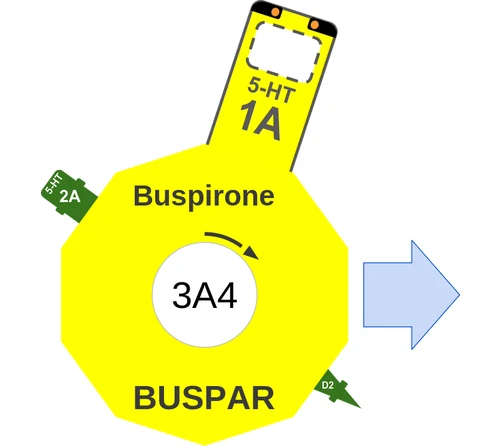 Buspirone ballicule — decagon mechanism diagram