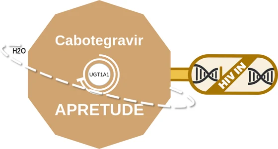 Cabotegravir ballicule — decagon diagram of its receptor and enzyme targets