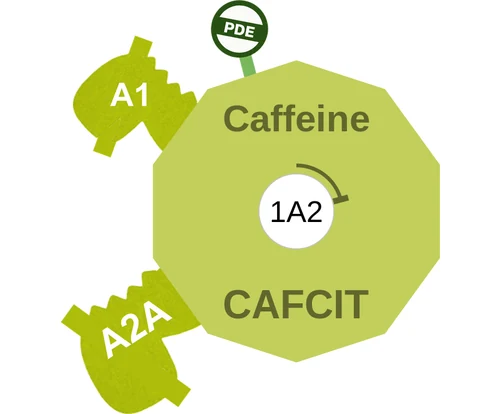 Caffeine ballicule — decagon diagram of its receptor and enzyme targets