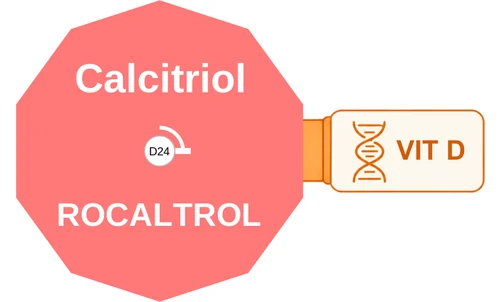 Calcitriol ballicule — decagon diagram of its receptor and enzyme targets