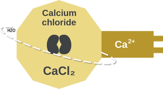 Calcium chloride ballicule — decagon diagram of its receptor and enzyme targets