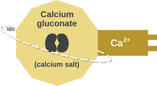 Calcium gluconate ballicule — decagon diagram of its receptor and enzyme targets