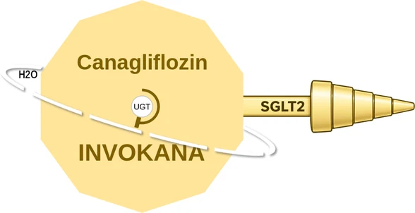 Canagliflozin ballicule — decagon diagram of its receptor and enzyme targets