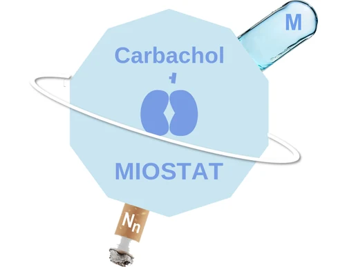 Carbachol ballicule — decagon diagram of its receptor and enzyme targets