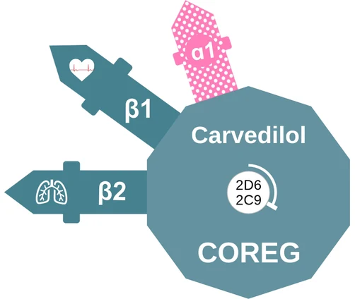 Carvedilol ballicule — decagon diagram of its receptor and enzyme targets