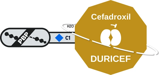 Cefadroxil ballicule — decagon diagram of its receptor and enzyme targets