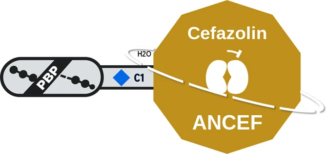 Cefazolin ballicule — decagon diagram of its receptor and enzyme targets