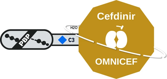 Cefdinir ballicule — decagon diagram of its receptor and enzyme targets