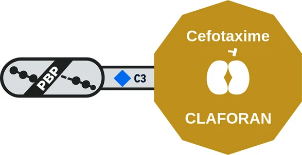 Cefotaxime ballicule — decagon diagram of its receptor and enzyme targets