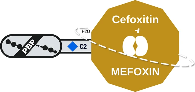Cefoxitin ballicule — decagon diagram of its receptor and enzyme targets