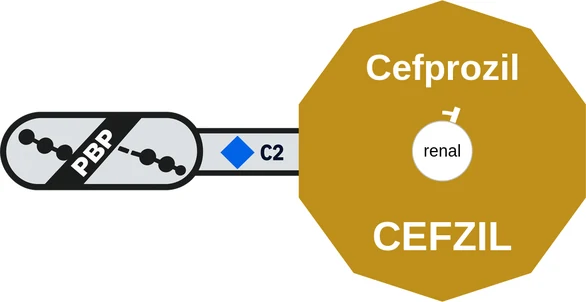 Cefprozil ballicule — decagon diagram of its receptor and enzyme targets