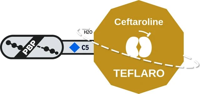 Ceftaroline ballicule — decagon diagram of its receptor and enzyme targets