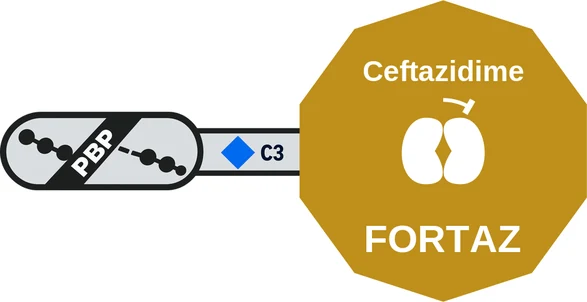 Ceftazidime ballicule — decagon mechanism diagram