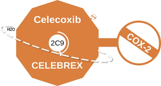 Celecoxib ballicule — decagon diagram of its receptor and enzyme targets