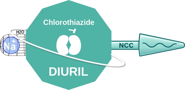 Chlorothiazide ballicule — decagon diagram of its receptor and enzyme targets