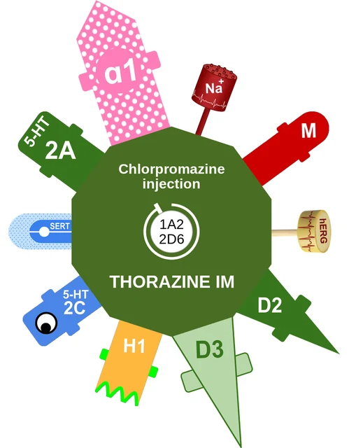 Chlorpromazine injection ballicule — decagon diagram of its receptor and enzyme targets