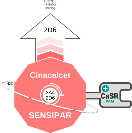 Cinacalcet ballicule — decagon diagram of its receptor and enzyme targets