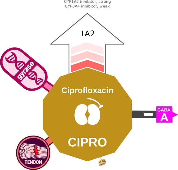Ciprofloxacin ballicule — decagon diagram of its receptor and enzyme targets