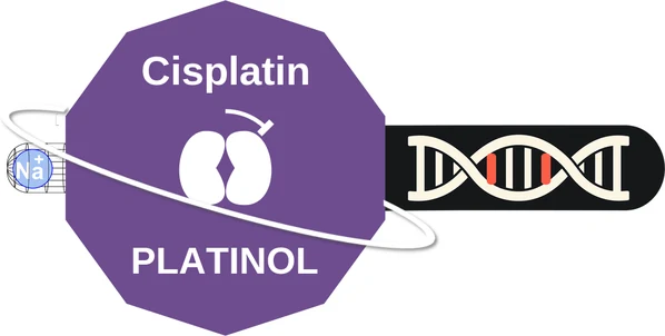 Cisplatin ballicule — decagon diagram of its receptor and enzyme targets