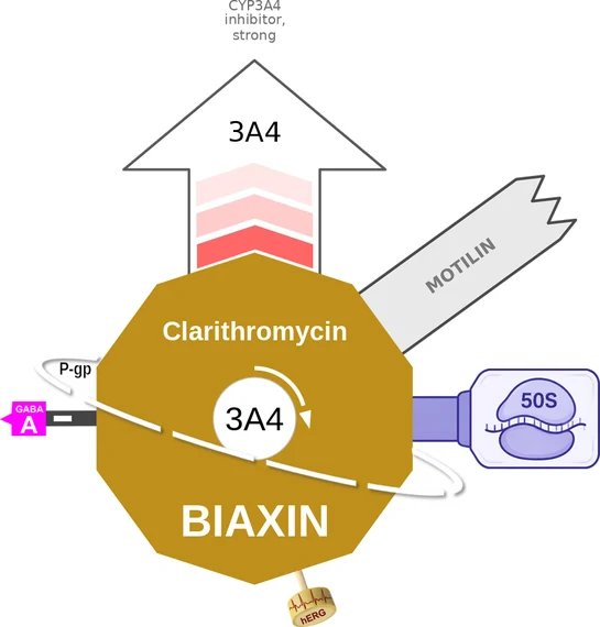 Clarithromycin ballicule — decagon diagram of its receptor and enzyme targets