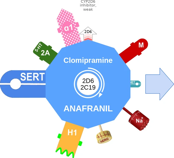 Clomipramine ballicule — decagon diagram of its receptor and enzyme targets