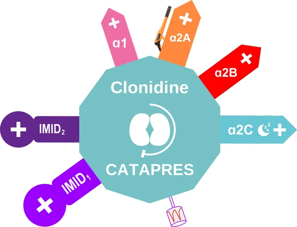 Clonidine ballicule — decagon diagram of its receptor and enzyme targets