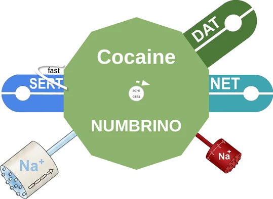 Cocaine ballicule — decagon diagram of its receptor and enzyme targets