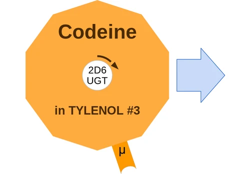 Codeine ballicule — decagon mechanism diagram