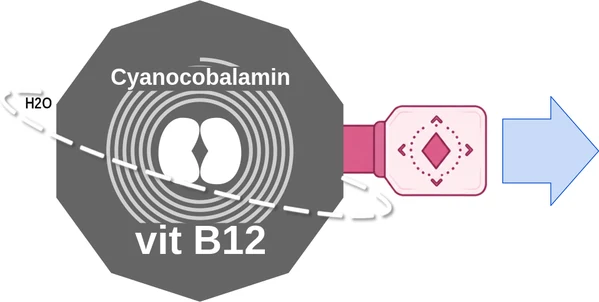 Cyanocobalamin ballicule — decagon diagram of its receptor and enzyme targets