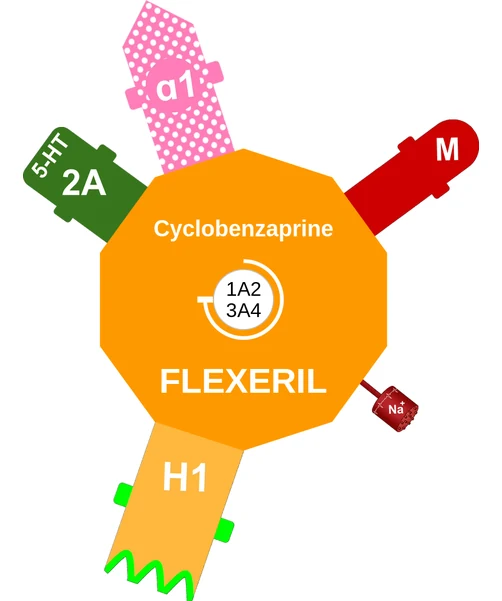 Cyclobenzaprine ballicule — decagon diagram of its receptor and enzyme targets