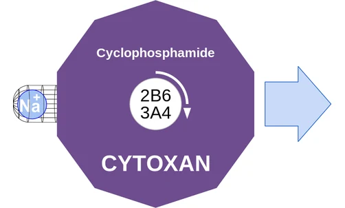 Cyclophosphamide ballicule — decagon diagram of its receptor and enzyme targets