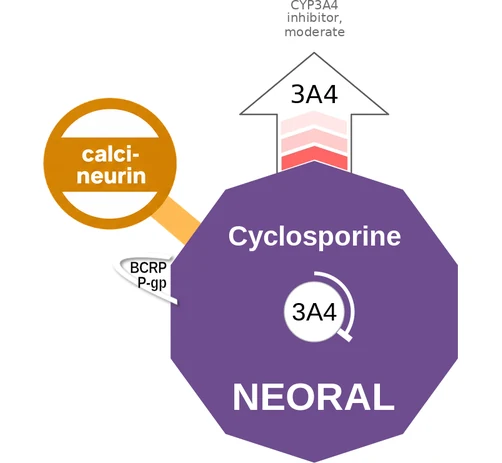 Cyclosporine ballicule — decagon diagram of its receptor and enzyme targets