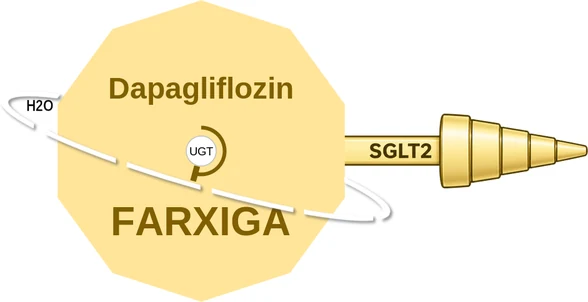 Dapagliflozin ballicule — decagon diagram of its receptor and enzyme targets