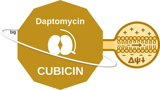 Daptomycin ballicule — decagon diagram of its receptor and enzyme targets