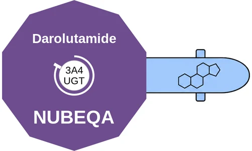 Darolutamide ballicule — decagon diagram of its receptor and enzyme targets