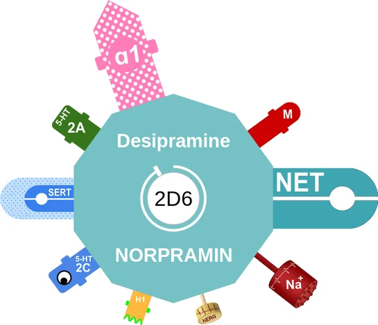 Desipramine ballicule — decagon diagram of its receptor and enzyme targets