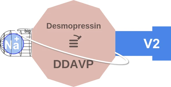 Desmopressin ballicule — decagon diagram of its receptor and enzyme targets